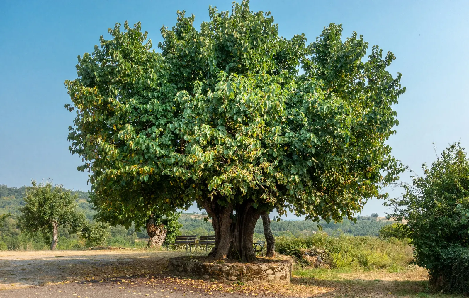 Un gran árbol junto a un camino de campo
