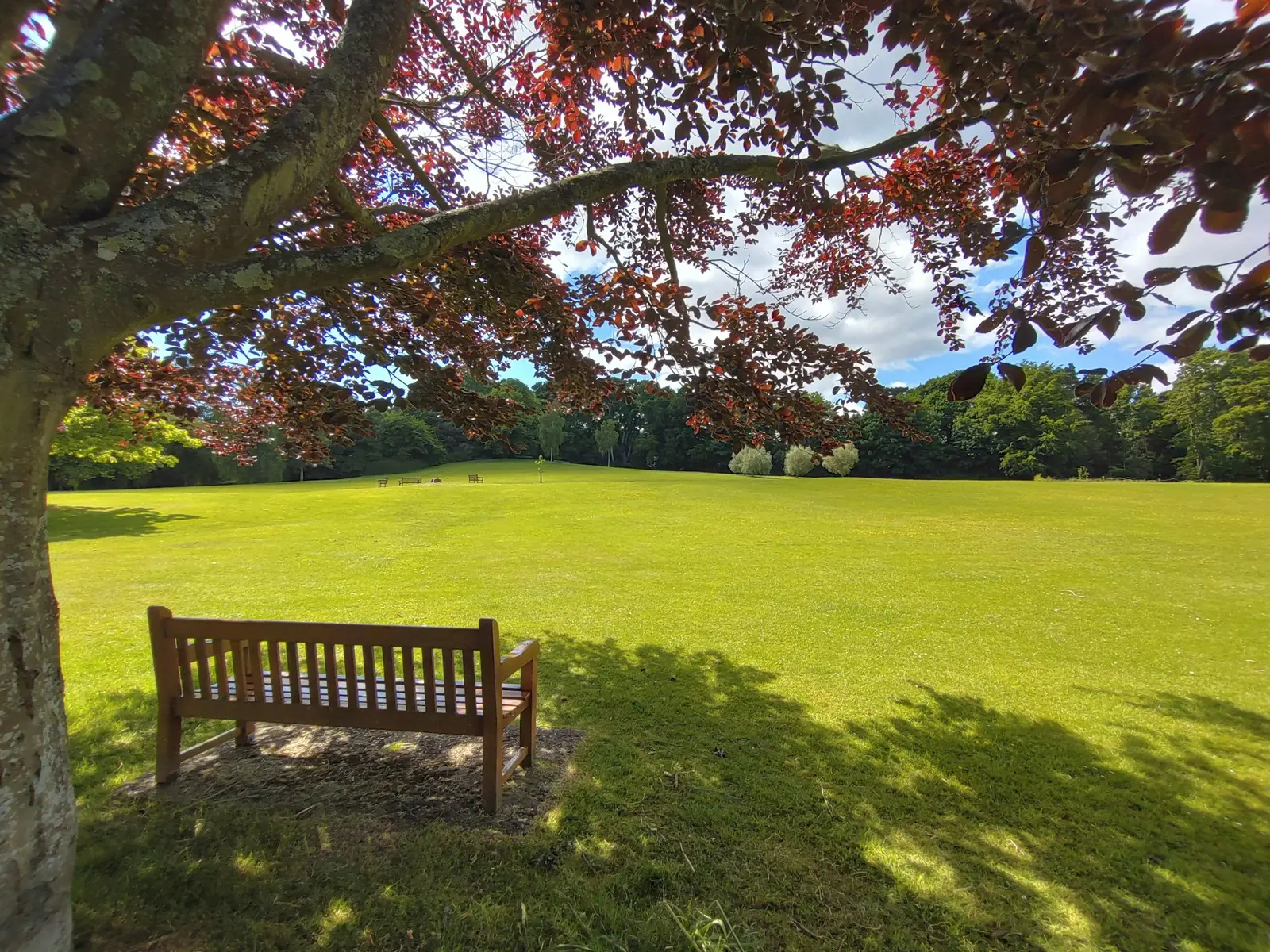 Un banco de madera en medio de un prado verde con árboles